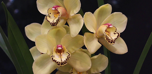 CYMBIDIUM Orchids