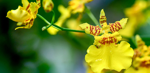 ONCIDIUM Orchids