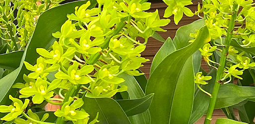 Grammatophyllum Orchids