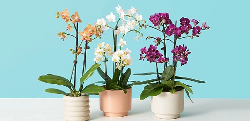 PHALAENOPSIS Orchids