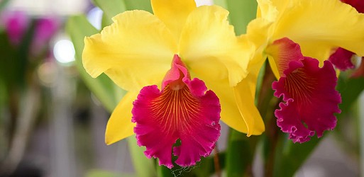 CATTLEYA Orchids