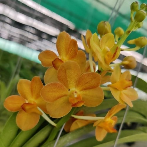 Exclusive Orchids