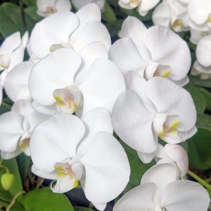 Phalaenopsis