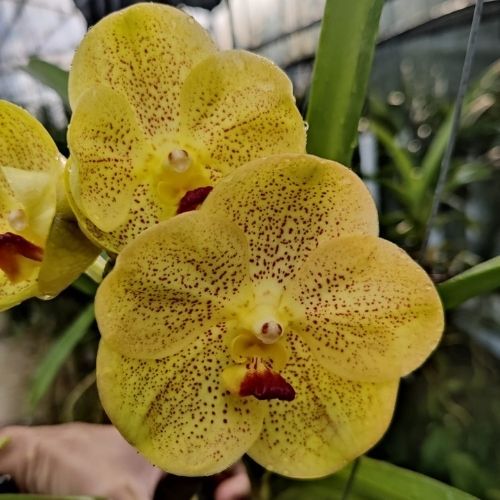 Vanda Somsri Thai Spot