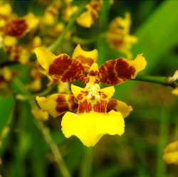 Oncidium