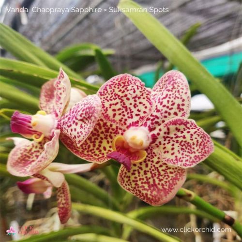 Vanda Chaopraya x Suksamran Spot