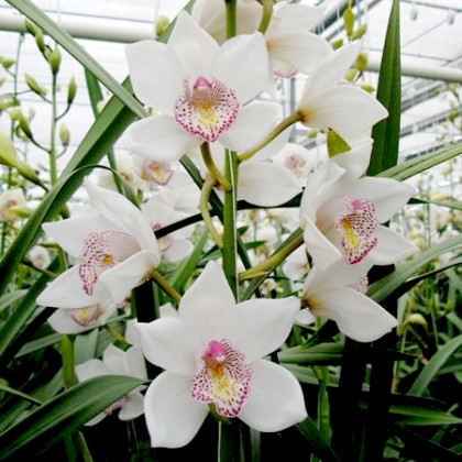 Cymbidium